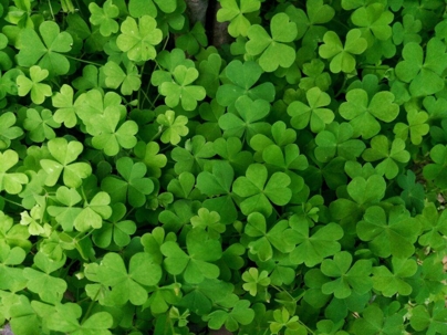 clovers